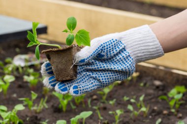 Bahçıvan toprağa salatalık tohumları ekti. Saksıda yetişen küçük salatalık bitkileri. Bahçende organik yiyecekler yetiştiriyorsun..