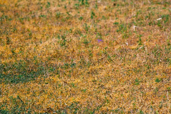 Dodder Genus Cuscuta Паразит Завернутый Желтыми Нитями Стебли Культур Растений — стоковое фото