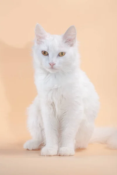 Beautiful Cat Fluffy White Pure Color Fur Yellow Big Eyes — Stock Photo, Image