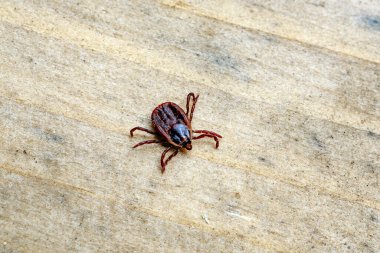 Asit hastalığı taşıyan gerçek bir ixodid mayt kan emici parazit sıcak bir yaz gününde beyaz bir tarlada oturur ve kurbanın avlanmasını bekler.