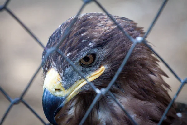 Uccello Adulto Aquila Reale Gabbia Uccello Pericoloso Predatore Con Grande — Foto Stock