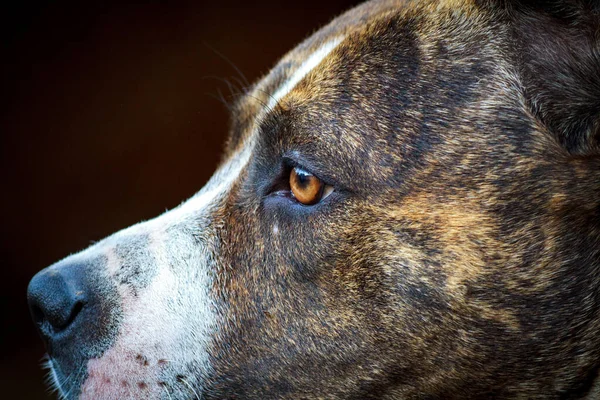 Muzzle of a large evil guard dog with large teeth close-up. The open jaws of a guard dog. Home Rottweiler guards the house.