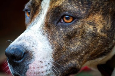 Kocaman dişleri olan kötü bir bekçi köpeğinin ağzı. Bir bekçi köpeğinin açık çenesi. Rottweiler evi koruyor..