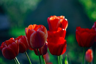 Renkli lale grubu. Baharın başında bahçede açan gerçek kırmızı laleler. Güneş ışığıyla aydınlatılıyor. Yumuşak seçici odak, lale yakın, tonlama. Parlak renkli lale fotoğrafı arkaplanı