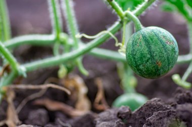 Eko çiftliğindeki tarlada yetişen organik karpuz. Çiftçinin elinde büyüyen küçük yeşil çizgili karpuz. Bahçedeki ilkbaharda karpuzun meyvesini bağlıyorum.