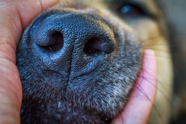 Museau Grand Chien Garde Maléfique Avec Grandes Dents Gros Plan — Photo