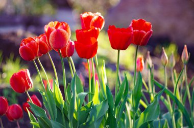 Renkli lale grubu. Baharın başında bahçede açan gerçek kırmızı laleler. Güneş ışığıyla aydınlatılıyor. Yumuşak seçici odak, lale yakın, tonlama. Parlak renkli lale fotoğrafı arkaplanı
