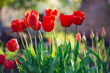 Renkli lale grubu. Baharın başında bahçede açan gerçek kırmızı laleler. Güneş ışığıyla aydınlatılıyor. Yumuşak seçici odak, lale yakın, tonlama. Parlak renkli lale fotoğrafı arkaplanı