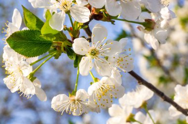 Çiçek açan kayısı makrosu dalları hafif açık mavi gökyüzü arka planına odaklanmış. Paskalya ve bahar tebrik kartları için doğanın soyut arkaplan çiçekli güzel bahar kartları