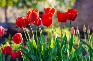 Renkli lale grubu. Baharın başında bahçede açan gerçek kırmızı laleler. Güneş ışığıyla aydınlatılıyor. Yumuşak seçici odak, lale yakın, tonlama. Parlak renkli lale fotoğrafı arkaplanı