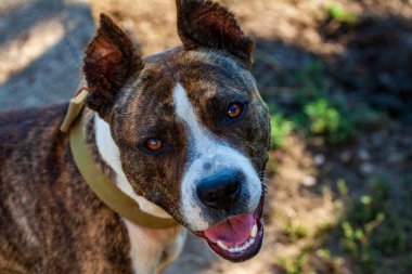 Kocaman dişleri olan kötü bir bekçi köpeğinin ağzı. Bir bekçi köpeğinin açık çenesi. Rottweiler evi koruyor..