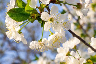 Çiçek açan kayısı makrosu dalları hafif açık mavi gökyüzü arka planına odaklanmış. Paskalya ve bahar tebrik kartları için doğanın soyut arkaplan çiçekli güzel bahar kartları