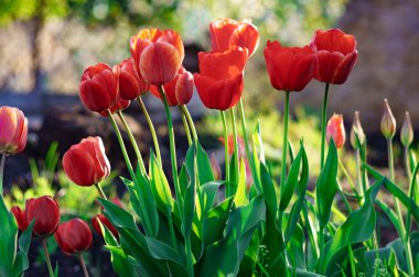 Renkli lale grubu. Baharın başında bahçede açan gerçek kırmızı laleler. Güneş ışığıyla aydınlatılıyor. Yumuşak seçici odak, lale yakın, tonlama. Parlak renkli lale fotoğrafı arkaplanı