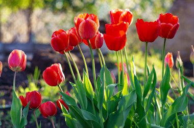 Renkli lale grubu. Baharın başında bahçede açan gerçek kırmızı laleler. Güneş ışığıyla aydınlatılıyor. Yumuşak seçici odak, lale yakın, tonlama. Parlak renkli lale fotoğrafı arkaplanı