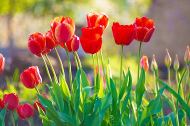 Renkli lale grubu. Baharın başında bahçede açan gerçek kırmızı laleler. Güneş ışığıyla aydınlatılıyor. Yumuşak seçici odak, lale yakın, tonlama. Parlak renkli lale fotoğrafı arkaplanı