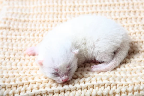 Petits Chatons Nouveau Nés Pour Première Fois Sucer Lait Chat — Photo