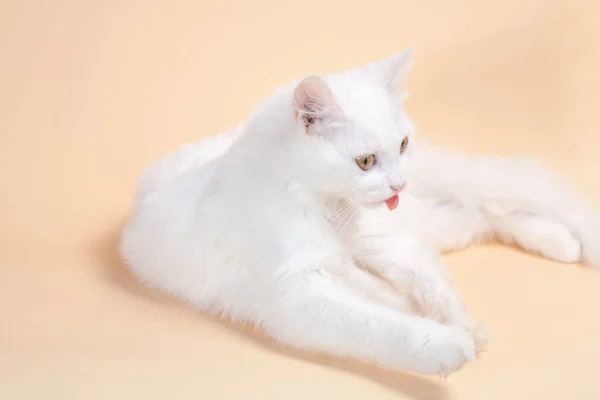 Mooie Kat Met Pluizige Witte Zuivere Kleur Vacht Gele Grote — Stockfoto