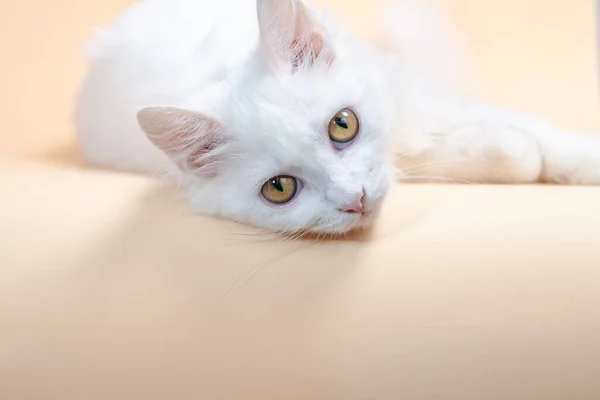 Schöne Katze Mit Flauschigem Weißem Reinem Fell Und Gelben Großen — Stockfoto