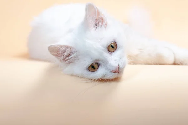솜털같은 아름다운 고양이 — 스톡 사진