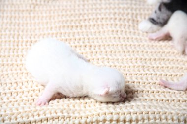 Yeni doğmuş yavru kediler ilk kez gözleri kapalı bir kedi sütü emerler. Küçük albino kedi yavruları tamamen beyazdır. Kedi yavru doğurdu ve onlarla uyudu..