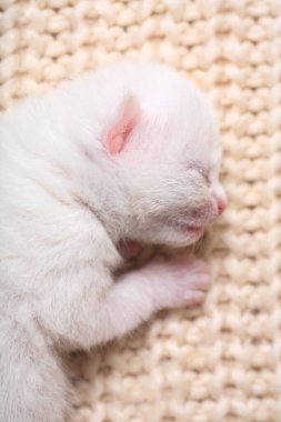 Yeni doğmuş yavru kediler ilk kez gözleri kapalı bir kedi sütü emerler. Küçük albino kedi yavruları tamamen beyazdır. Kedi yavru doğurdu ve onlarla uyudu..