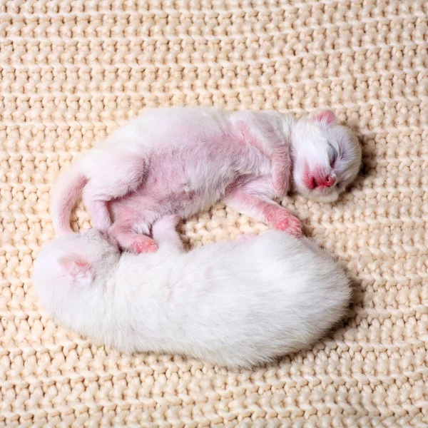 Newborn little kittens for the first time suck a cats milk with eyes closed. Little albino kittens are completely white. The cat gave birth to kittens and sleeps with them.