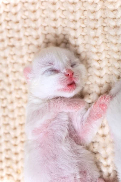 Petits Chatons Nouveau Nés Pour Première Fois Sucer Lait Chat — Photo