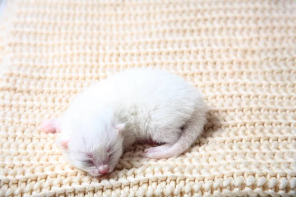 Petits Chatons Nouveau Nés Pour Première Fois Sucer Lait Chat — Photo