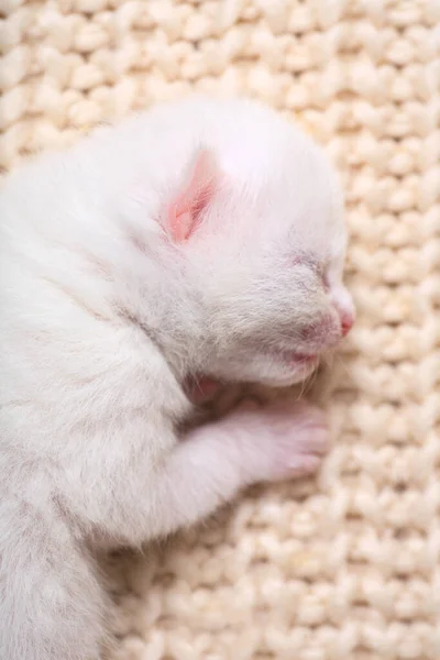 Petits Chatons Nouveau Nés Pour Première Fois Sucer Lait Chat — Photo