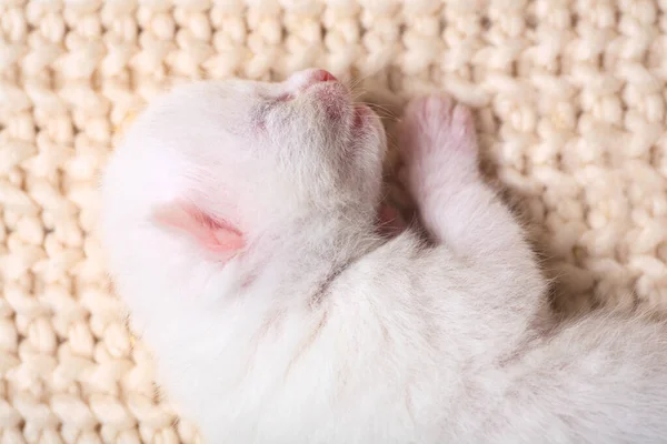 Νεογνά Γατάκια Για Πρώτη Φορά Ρουφάνε Γάλα Γάτας Μάτια Κλειστά — Φωτογραφία Αρχείου