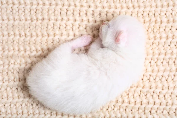 Gatinhos Pequenos Recém Nascidos Pela Primeira Vez Chupam Leite Gatos — Fotografia de Stock