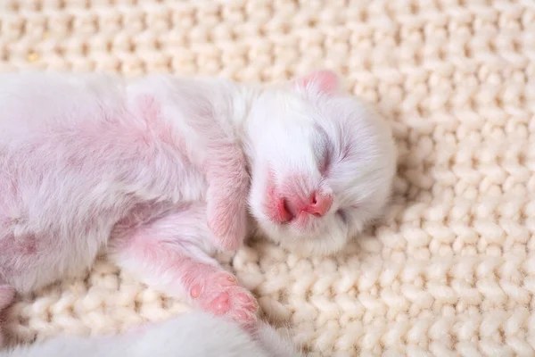 Petits Chatons Nouveau Nés Pour Première Fois Sucer Lait Chat — Photo