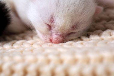Yeni doğmuş yavru kediler ilk kez gözleri kapalı bir kedi sütü emerler. Küçük albino kedi yavruları tamamen beyazdır. Kedi yavru doğurdu ve onlarla uyudu..