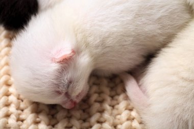 Yeni doğmuş yavru kediler ilk kez gözleri kapalı bir kedi sütü emerler. Küçük albino kedi yavruları tamamen beyazdır. Kedi yavru doğurdu ve onlarla uyudu..
