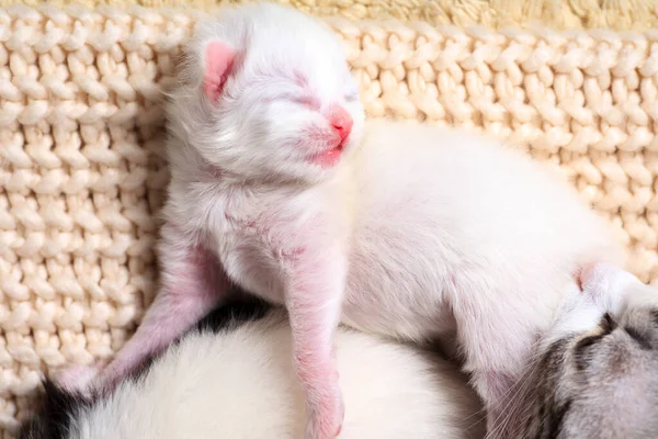 Petits Chatons Nouveau Nés Pour Première Fois Sucer Lait Chat — Photo