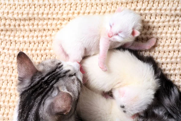 Los Gatitos Recién Nacidos Por Primera Vez Chupan Leche Los — Foto de Stock