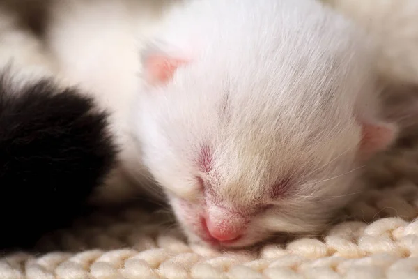 Petits Chatons Nouveau Nés Pour Première Fois Sucer Lait Chat — Photo