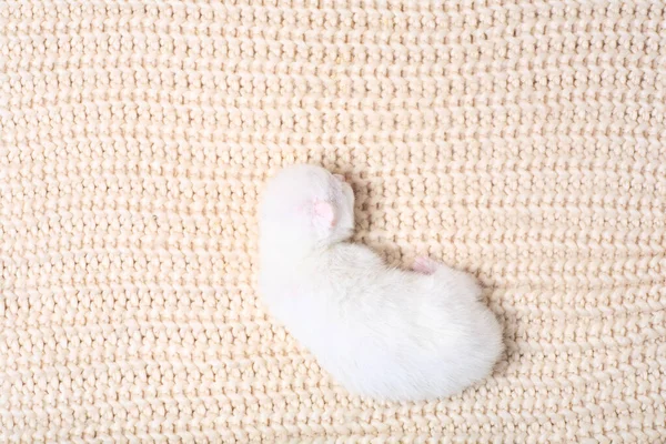 初めての新生児の子猫は目を閉じて猫のミルクを吸う 小さなアルビノの子猫は完全に白いです 猫は子猫を産み 彼らと寝た — ストック写真
