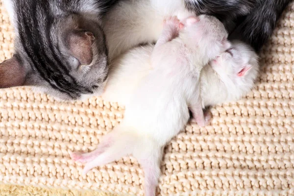 Gatinhos Pequenos Recém Nascidos Pela Primeira Vez Chupam Leite Gatos — Fotografia de Stock