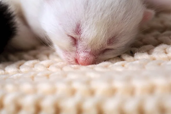 Petits Chatons Nouveau Nés Pour Première Fois Sucer Lait Chat — Photo