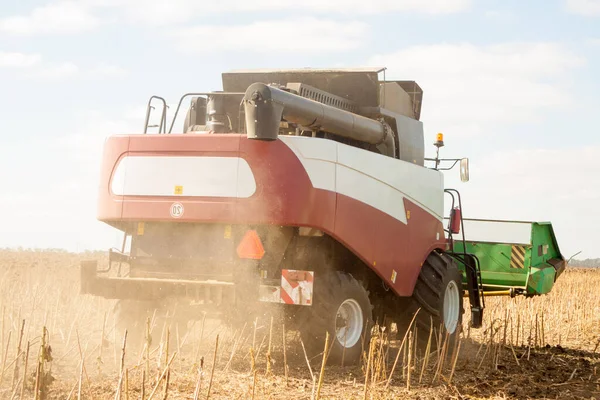 Crop Nagy Területen Száraz Napraforgó Egy Napsütéses Napon Őszi Szüret — Stock Fotó