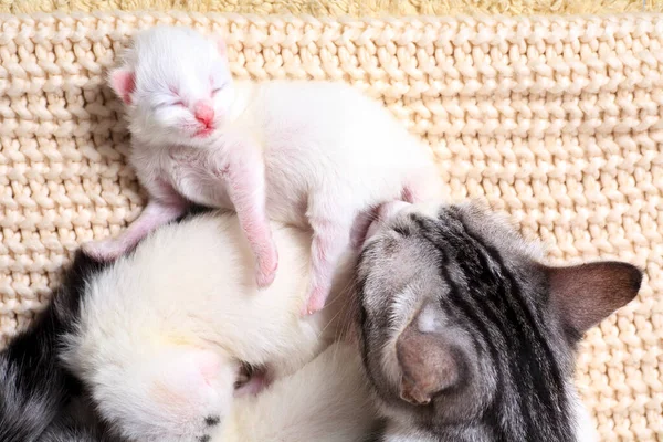 Newborn little kittens for the first time suck a cats milk with eyes closed. Little albino kittens are completely white. The cat gave birth to kittens and sleeps with them.