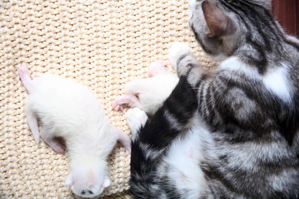 Noworodki Raz Pierwszy Wysysają Kocie Mleko Zamkniętymi Oczami Małe Kociaki — Zdjęcie stockowe