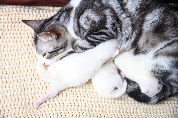 Neugeborene Kleine Kätzchen Saugen Zum Ersten Mal Mit Geschlossenen Augen — Stockfoto
