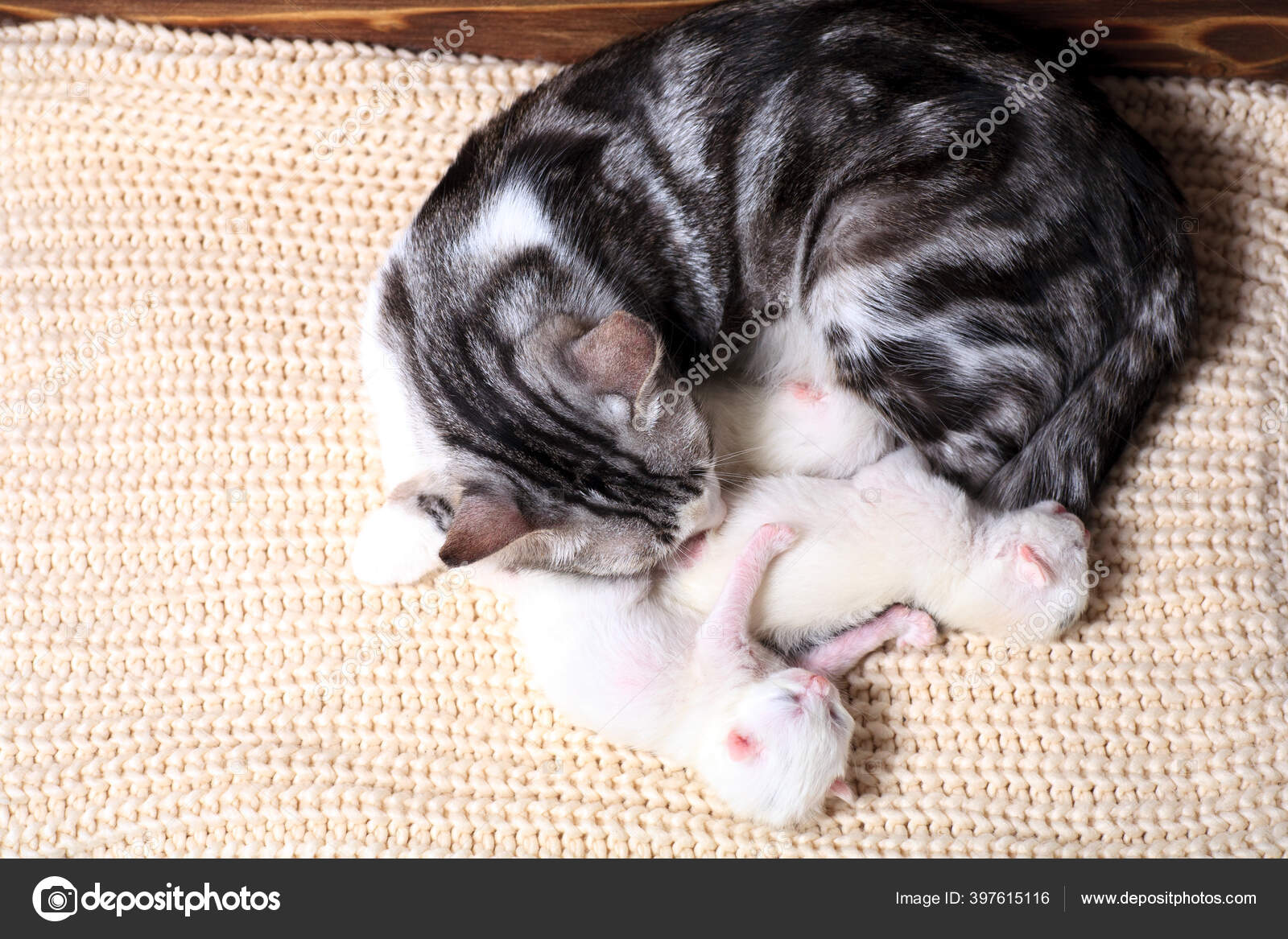 Le Chaton Albinos Images Libres De Droit Photos De Le Chaton Albinos Depositphotos Le Chaton Albinos Images Libres De Droit Photos De Le Chaton Albinos Depositphotos