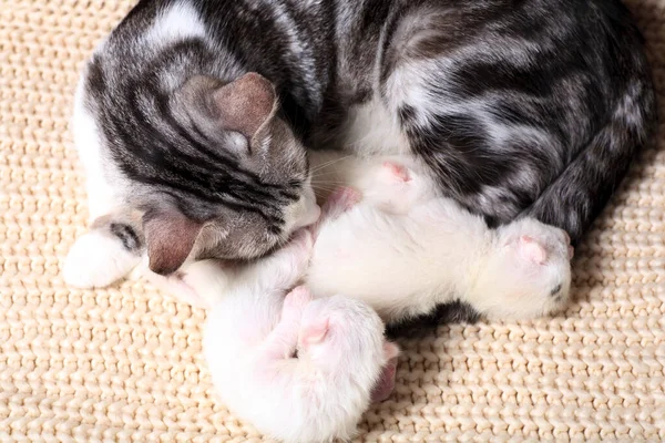 Los Gatitos Recién Nacidos Por Primera Vez Chupan Leche Los — Foto de Stock