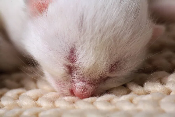 Νεογνά Γατάκια Για Πρώτη Φορά Ρουφάνε Γάλα Γάτας Μάτια Κλειστά — Φωτογραφία Αρχείου
