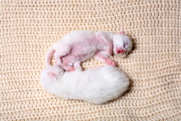 Petits Chatons Nouveau Nés Pour Première Fois Sucer Lait Chat — Photo