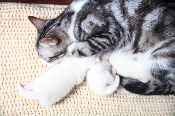 Petits Chatons Nouveau Nés Pour Première Fois Sucer Lait Chat — Photo