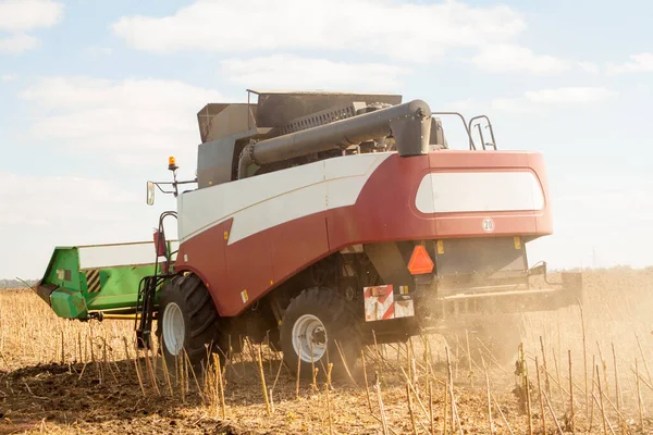 Crop Nagy Területen Száraz Napraforgó Egy Napsütéses Napon Őszi Szüret — Stock Fotó